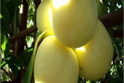 Хэвтээ алимны мод «БЕЛЫЙ НАЛИВ»