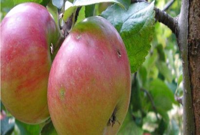 Байгалийн хэвтээ алимны мод «ПРИЗЕМЛЕННОЕ»