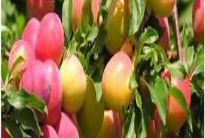 Чавга «Бурятская Юбилейная»