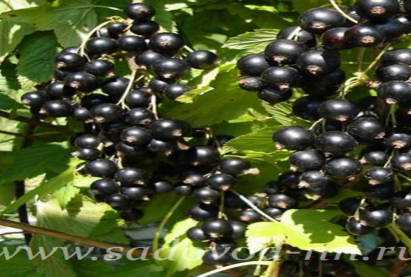 Yхрийн нγд хар Велюр  30 хγртэл сорт бий