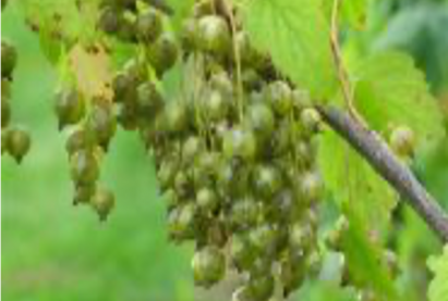 Yхрийн нγд ногоон  (маш гое амттай)