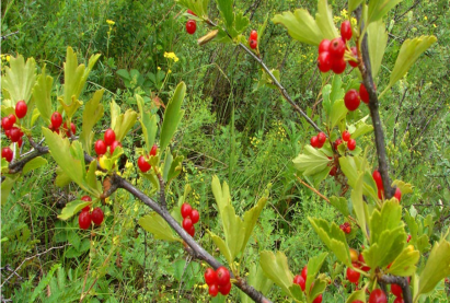 Хоер ɵргɵст γхрийн нγд (морошка)