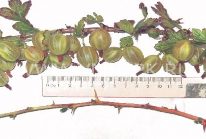 Тошлой жимс «Русский Розовый»