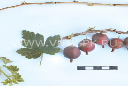 Тошлой жимс «Колобок»