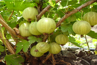 «Ороктой» тошлой жимс  ɵргɵстэй боловч маш ɵндɵр ургацтай