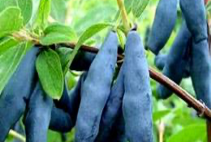 Далан хальс – байнга 10 хγртэл сорт байна.