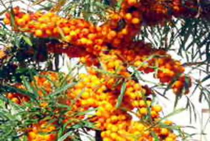 Буриадын сортын чацаргана нь дэлхийн хамгийн шилдэг нь - 15 сорт бэлэн байна.