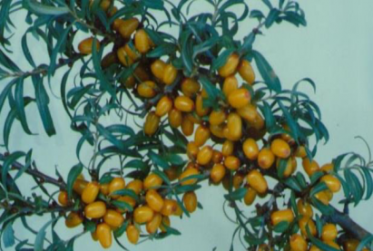 Буриадын чацаргана «Захаровская»