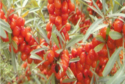 Буриадын чацаргана «Памяти Захаровой»