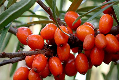 Чацаргана Сорт «Ацула»