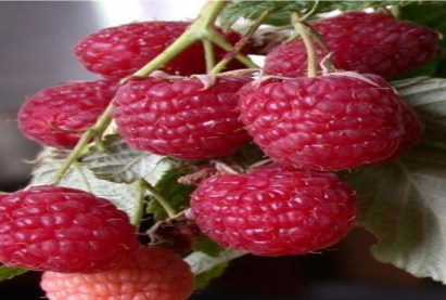 Бɵɵрɵлзгɵнɵ «Поклонная»