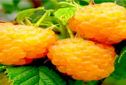 Бɵɵрɵлзгɵнɵ желтая Медовая