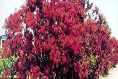 Сибирийн цагаан свидина