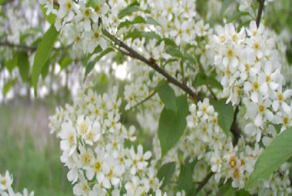 Энгийн мойл