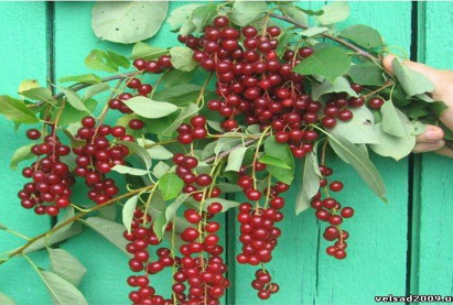 Виргиний мойл