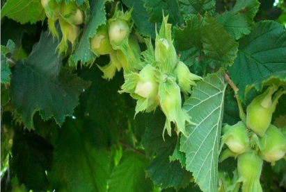 Лещина (ойн самар)