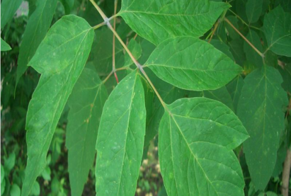 Яшил навчит агч мод