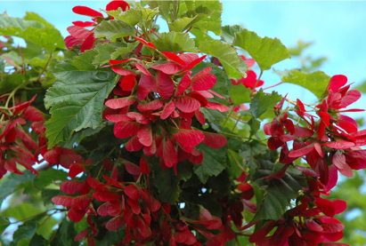 «ПЕНТАГОН» агч мод