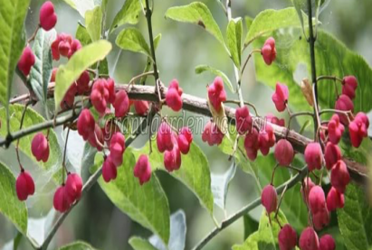 Монгол бересклет