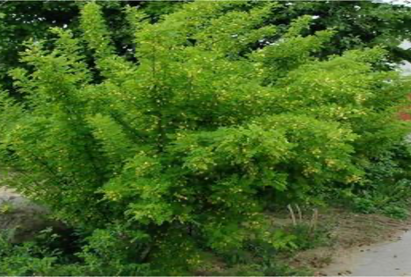 Шар хуайс мод