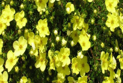 Курилын шар цайны мод   (Лапчатка кустарниковая)