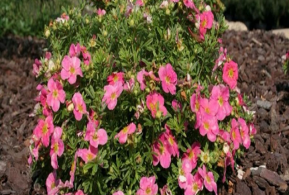 Курилын ягаан цайны мод