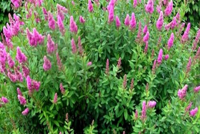 Уд модны навчит Спирея (Spiraea)