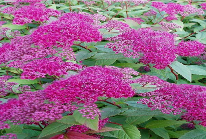 Спирея «Фробели»