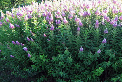 Спирея «Билларда»