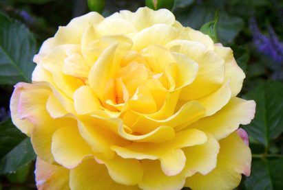 «Хьюго» цэцэрлэгийн сарнай