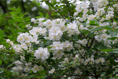 Чубушник обыкновенный (Philadelphus coronarius)