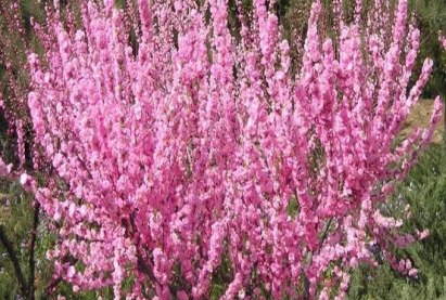 Гурван салаат бγйлс самар (Луизиания)