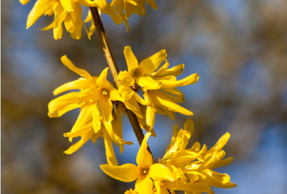 Унжлагат монгол форзиция (Forsythia suspensa)