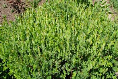 Нэрсэн уд мод