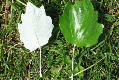 Мɵнгɵлɵг улиас мод  хɵвсгɵргγй