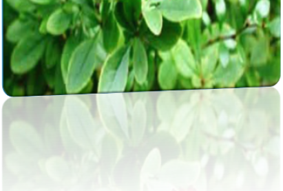 Сибирийн барбарис