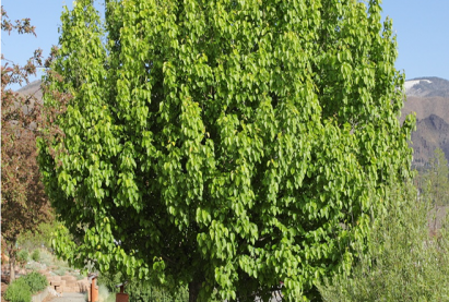 Уссурийн лийр