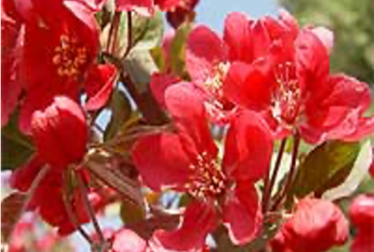 «Кармен» гоёл чимэглэлийн алимны мод