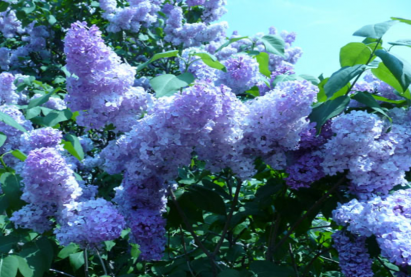 Цэнхэр голт бор мод