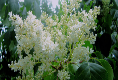 Амурын голт бор мод