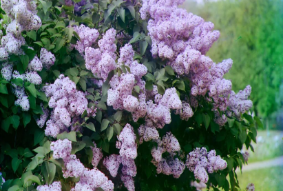 Ɵргɵн навчит голт бор мод