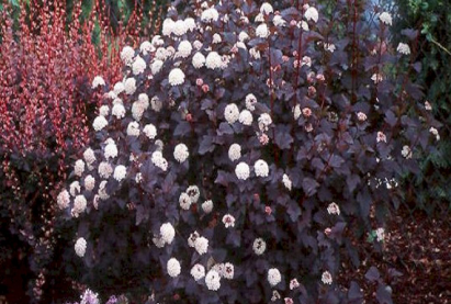 Пузыреплодник Диабло (Physocarpus opulifolius Diablo)