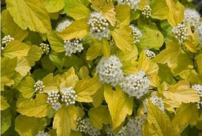 Пузыреплодник Ауреа (Physocarpus opulifolius Aurea)