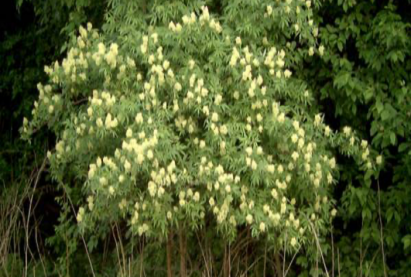 Самбук жимстэй γр улаан