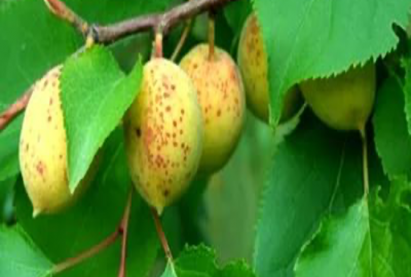 Манжурын чангаанз