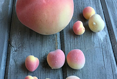 «Давид» гоёл чимэглэлийн тоор жимсний мод