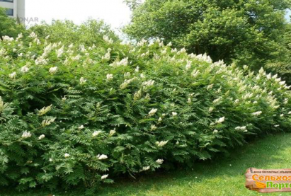 Рябинолистник (Sorbaria)