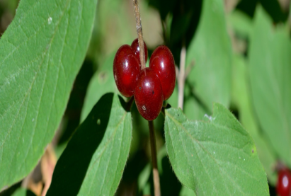 Маака далан хальс