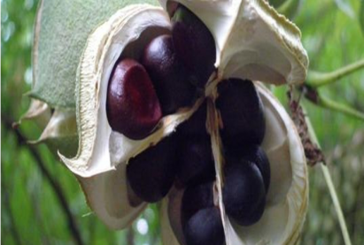 Ксантоцерас Xanthoceras  (Чекалкины самар)