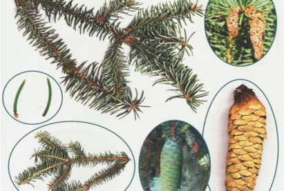 Барзгардуу гацуур мод